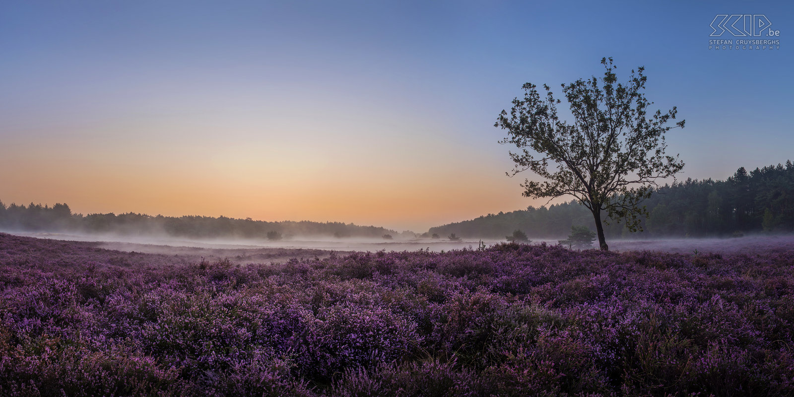 Blooming heathland - Blekerheide The most interesting time for landscape photographers in my home region the Kempen is definitely the blooming period of the heather in late August. This year it was a two weeks earlier than other years. I woke up early multiple times to photograph the sunrise at the heathlands of the Blekerheide and the Heuvelse heide in my hometown Lommel.<br />
 Stefan Cruysberghs